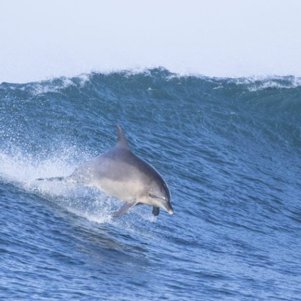 Dusky Dolphin Jumping