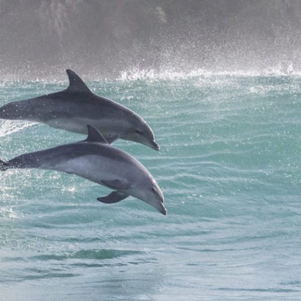 Two Jumping Dolphins