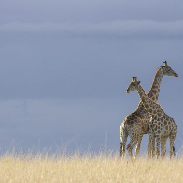 Two Giraffes Crossing