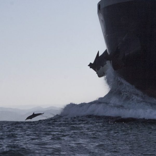 Dolphin Jumping Near Ship