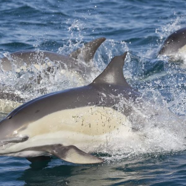Four Jumping Dolphins
