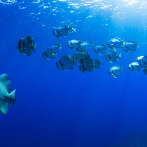 Batfish Blues