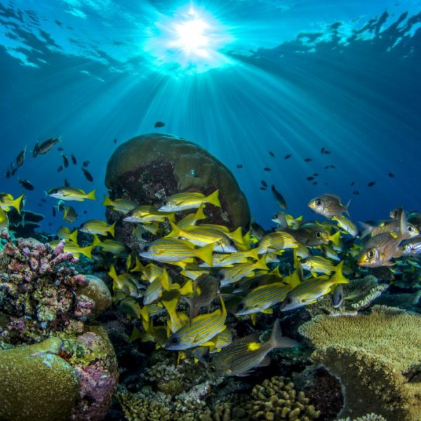 Maldives -underwater