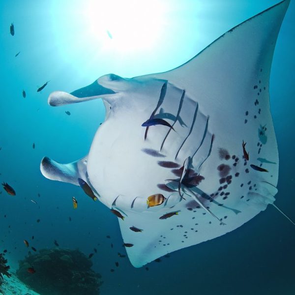 manta ray at a cleaning station
