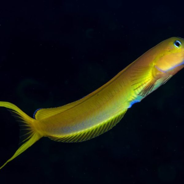 Midas blenny