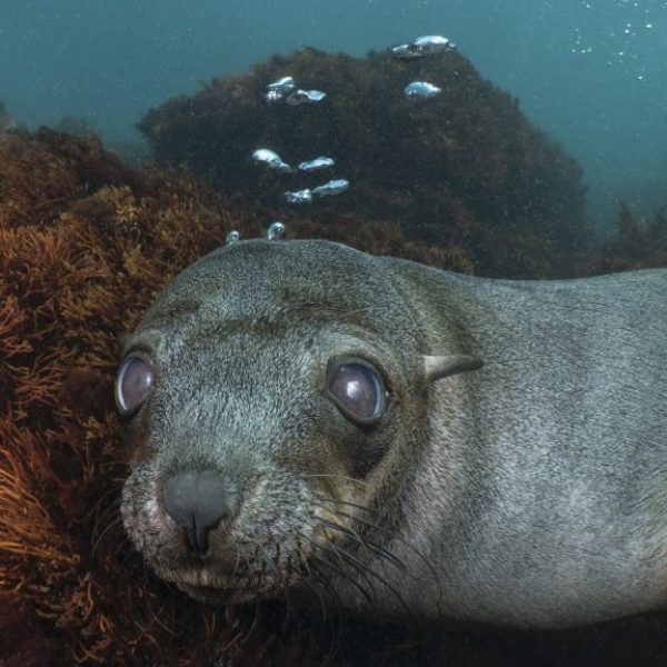 Close up of Cape Fur Seal