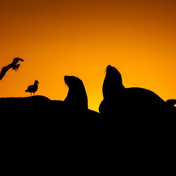Seal Sunset