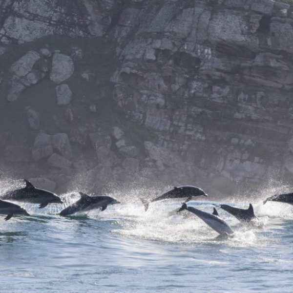 Wild Coast Dolphins