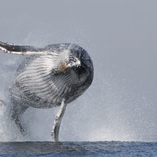 Breaching Whale