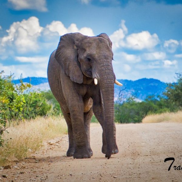 African Elephant