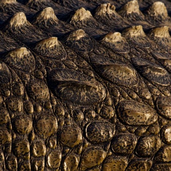 Crocodile textures