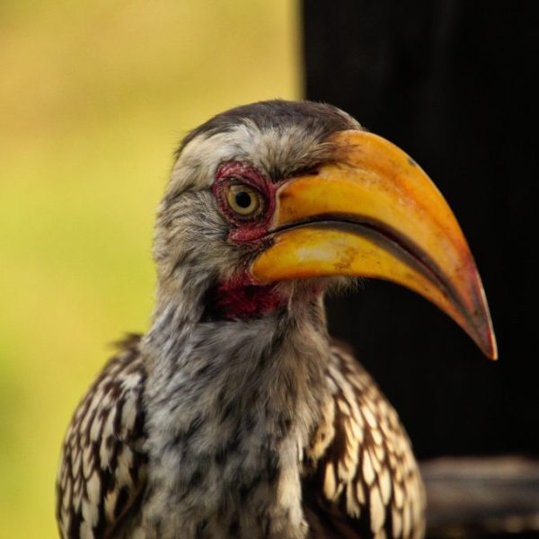 The Eye of the Hornbill