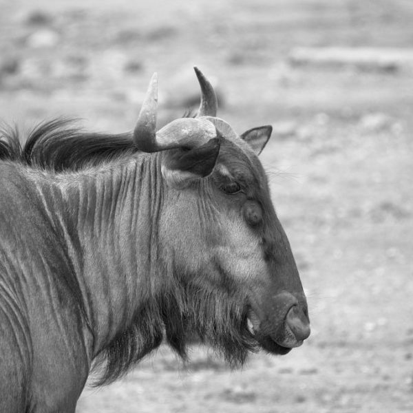 Black and White Wildebeest