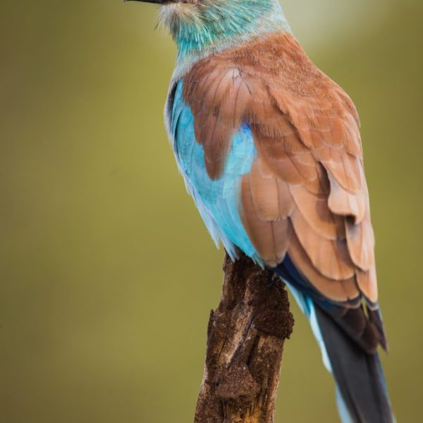 European Roller