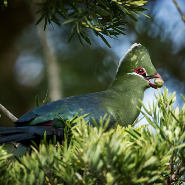 Knysna Turaco having a little snack.