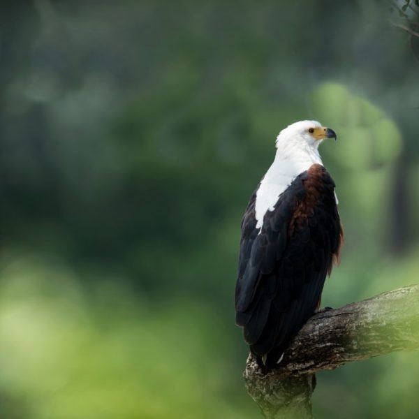 Portrait of a African Fish Eagle.