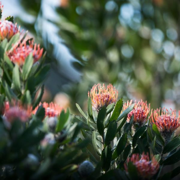 Pink and Green Protea Flowers.