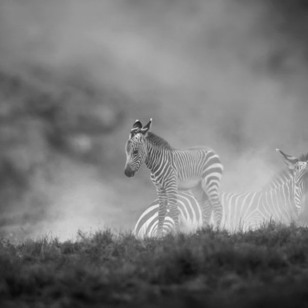 Mother and baby Mountain Zebra in the mist.