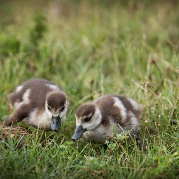 Baby Egyptian Gooses exploring the Addo bush.