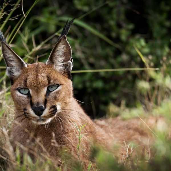Queen Caracal of Addo.