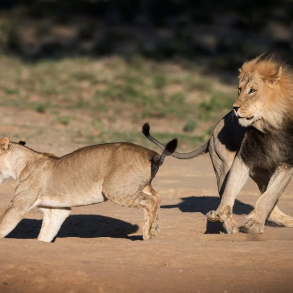 Lion Fight.