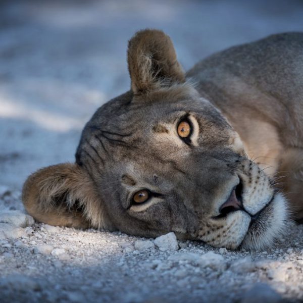Lazy Lioness of the Kgalagadi.