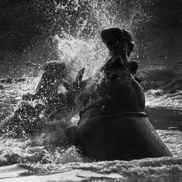 Hippo bulls having a morning disagreement.