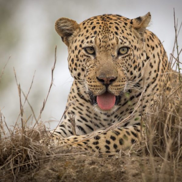 Hukumuri Signature Print