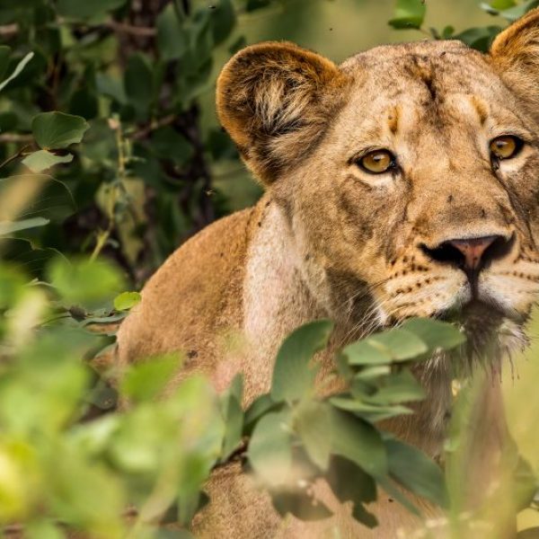 A Lioness on the hunt