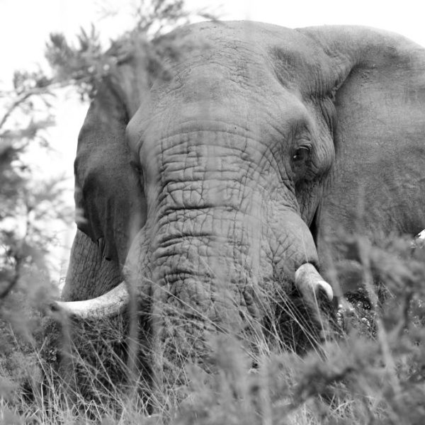 Staring into the soul of the real king of the jungle.