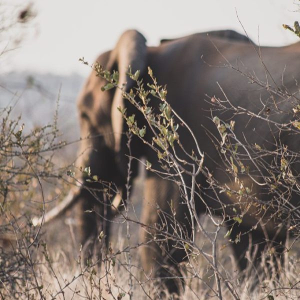 Elephant roaming the African bush.