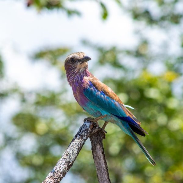 Painted Bird
