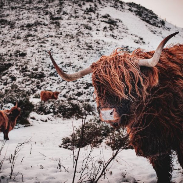 The Highland cows showing how they are built for the scottish winter