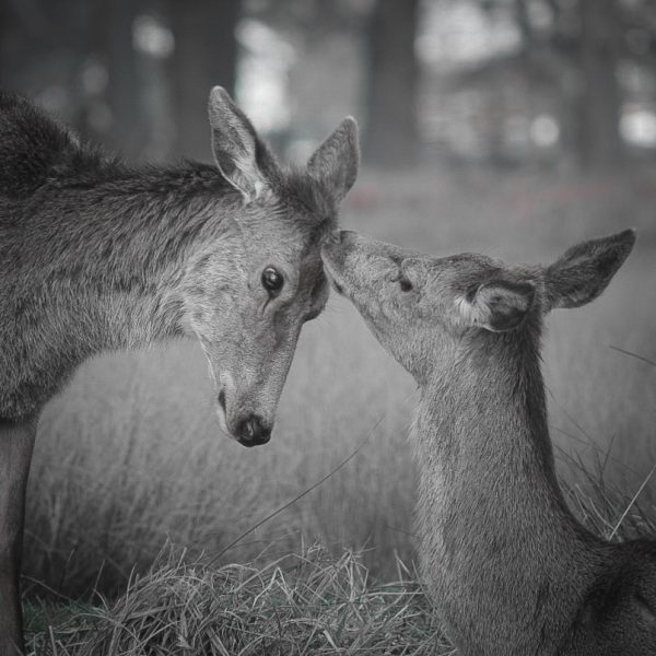Deer Love