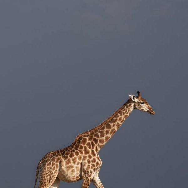 A giraffe takes a stroll on a perfect spring afternoon