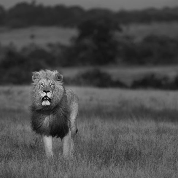 An Eastern Cape lion surveys his coastal home - and is satisfied 