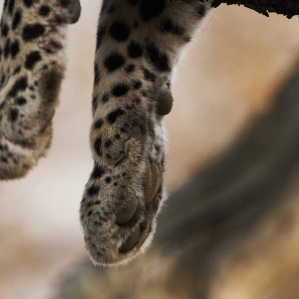 A snoozing cat hangs his paws in lazy repose