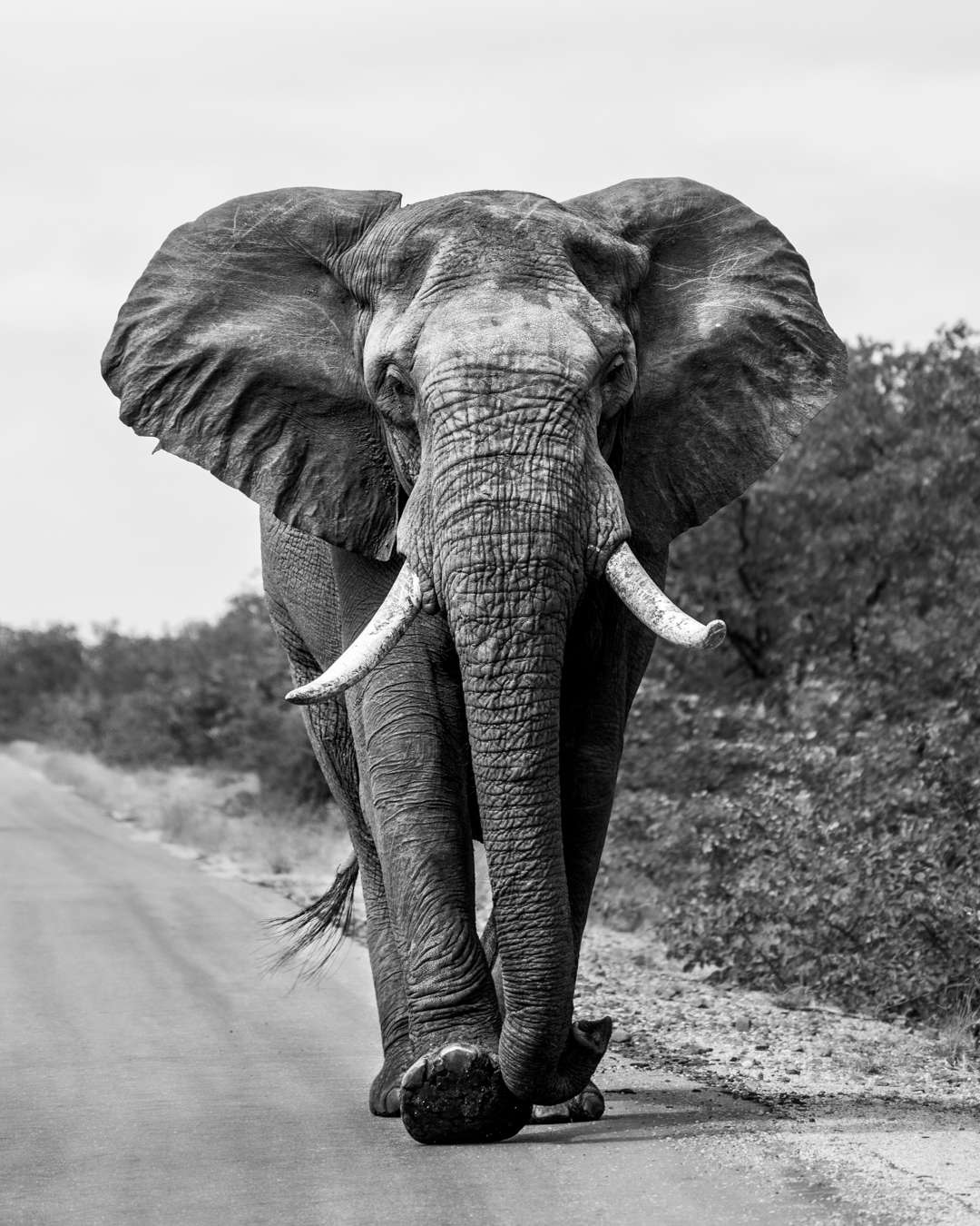 Icon of the Kruger National Park