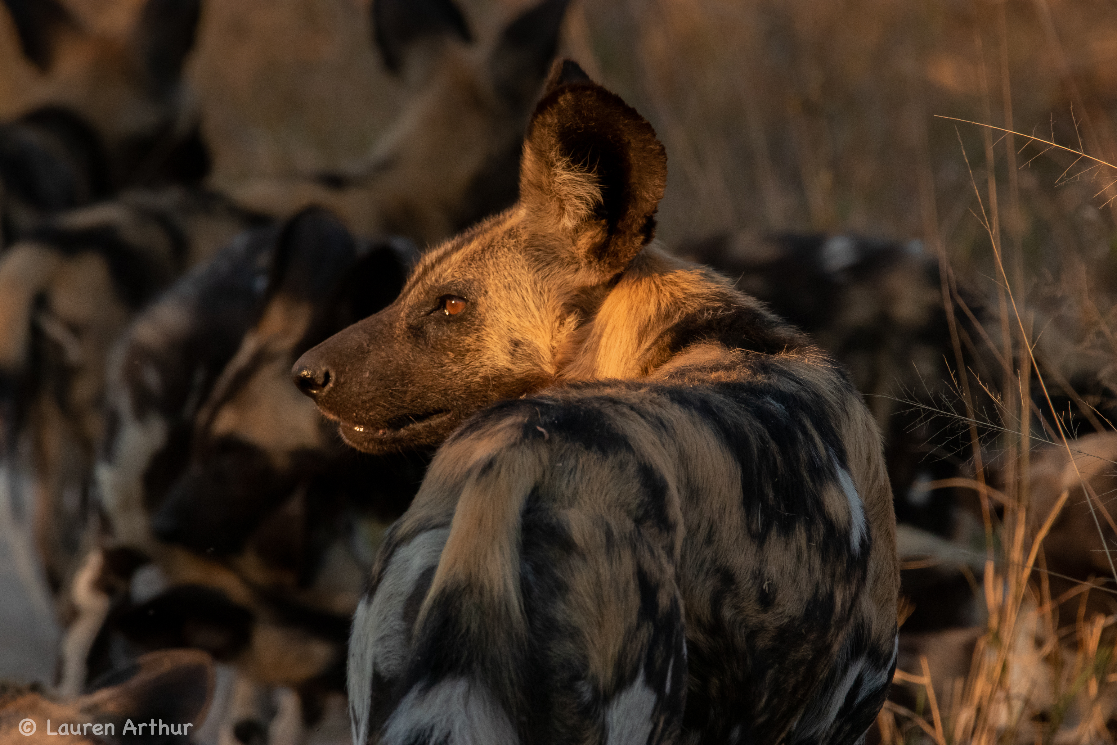 Just 'paws' for a moment