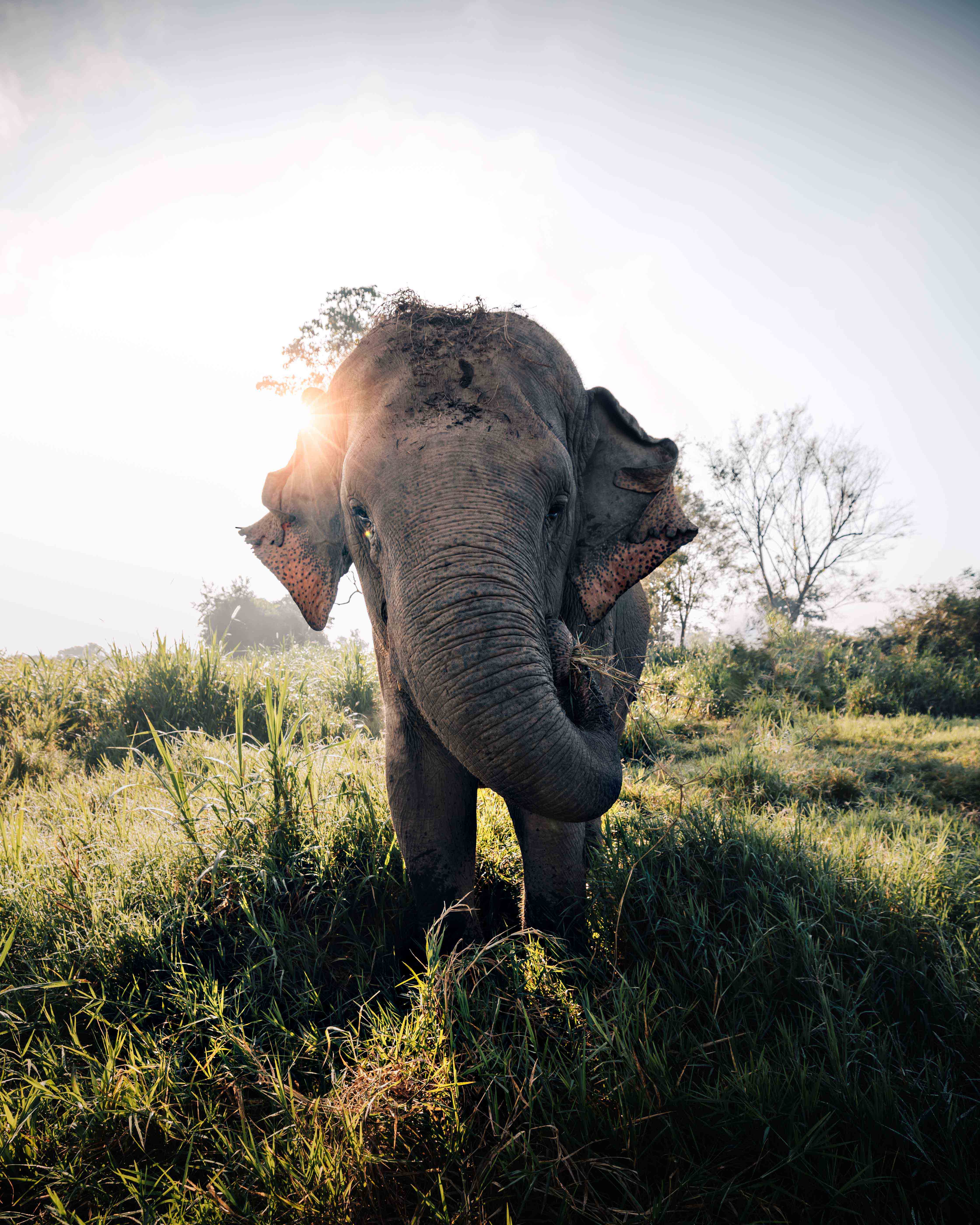 Where’s My Elephant?