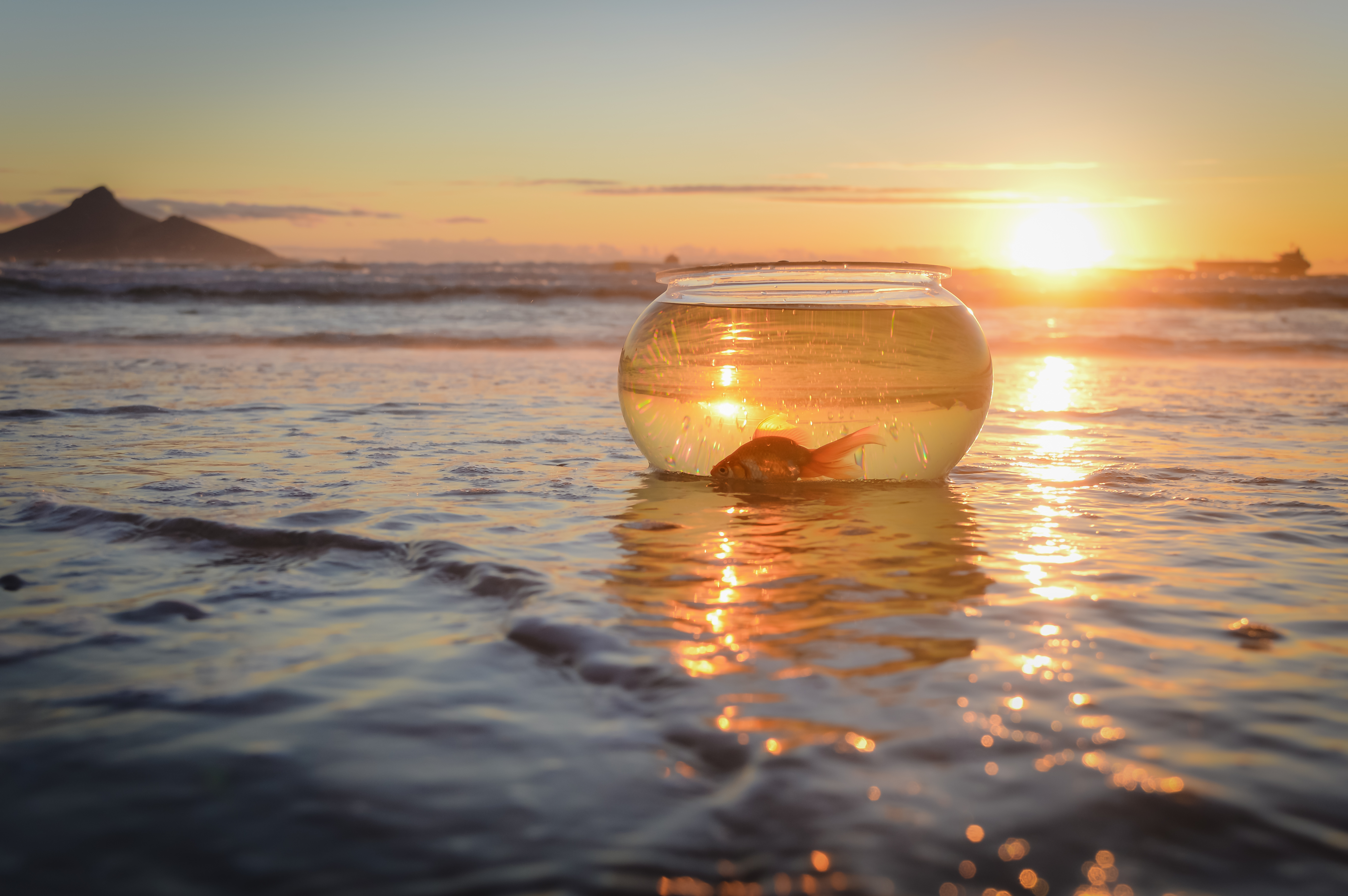 Gold Fish in bowl and at sea