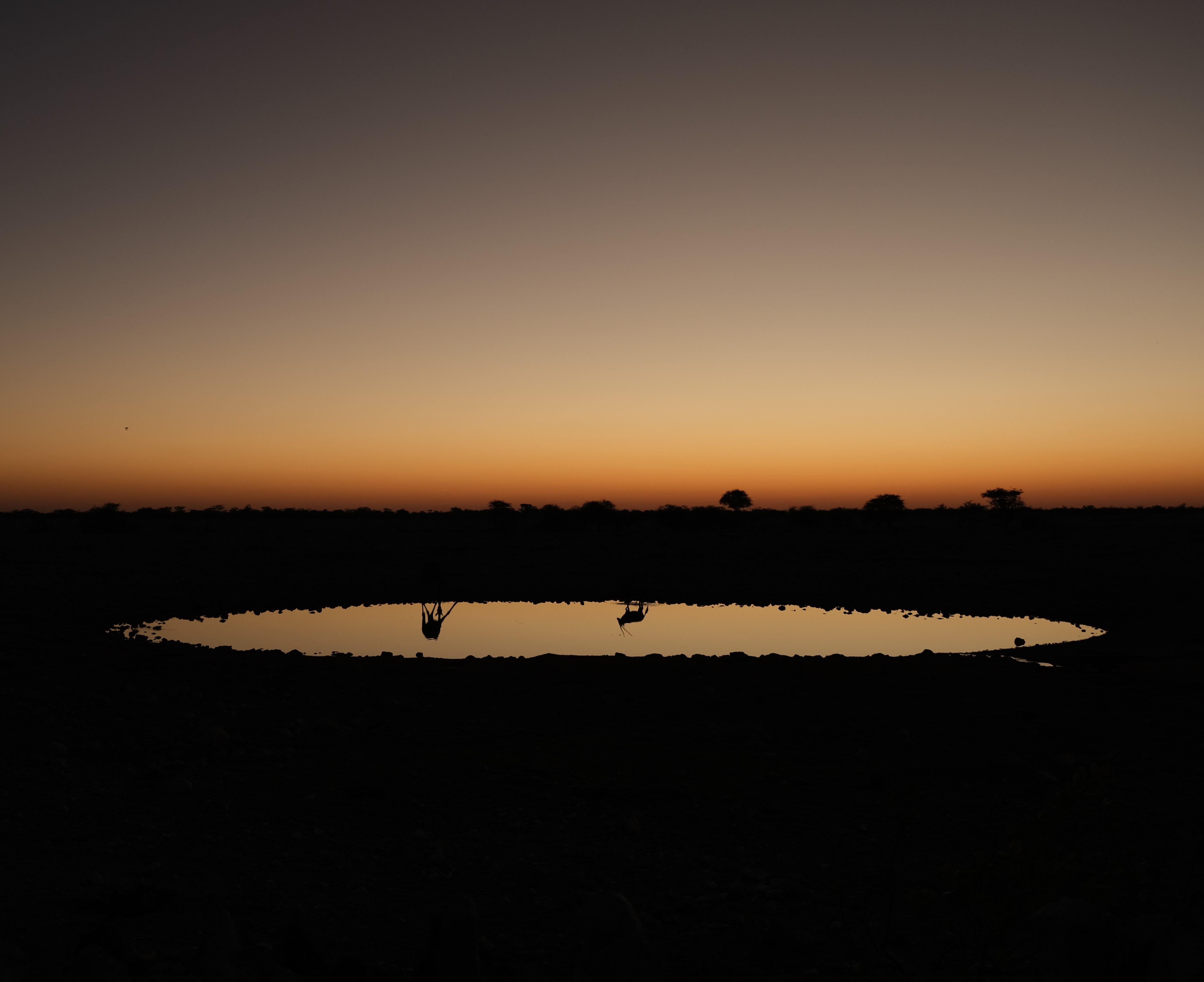 The giraffe and the oryx