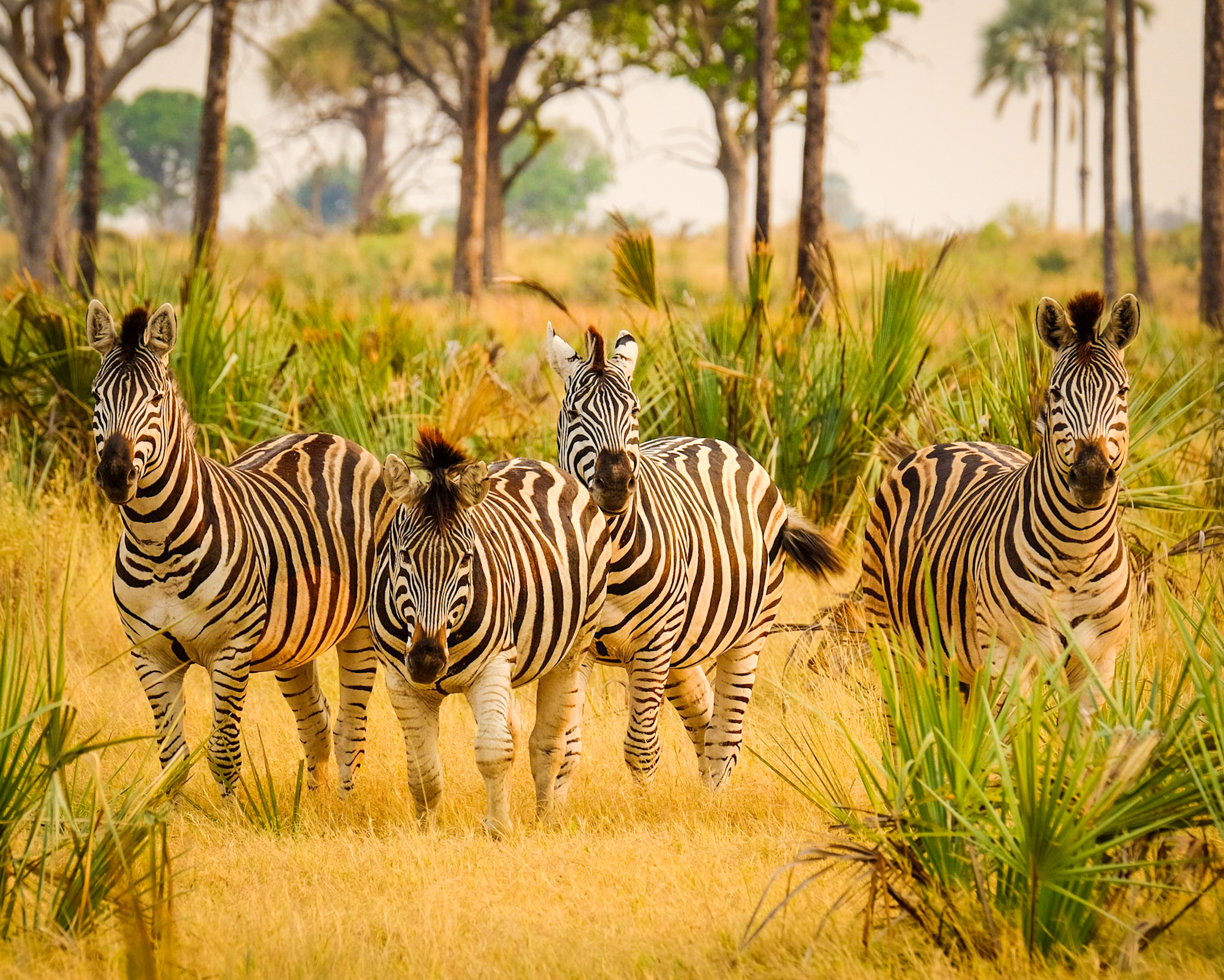 A dazzle of zebra in the Okavango Delta