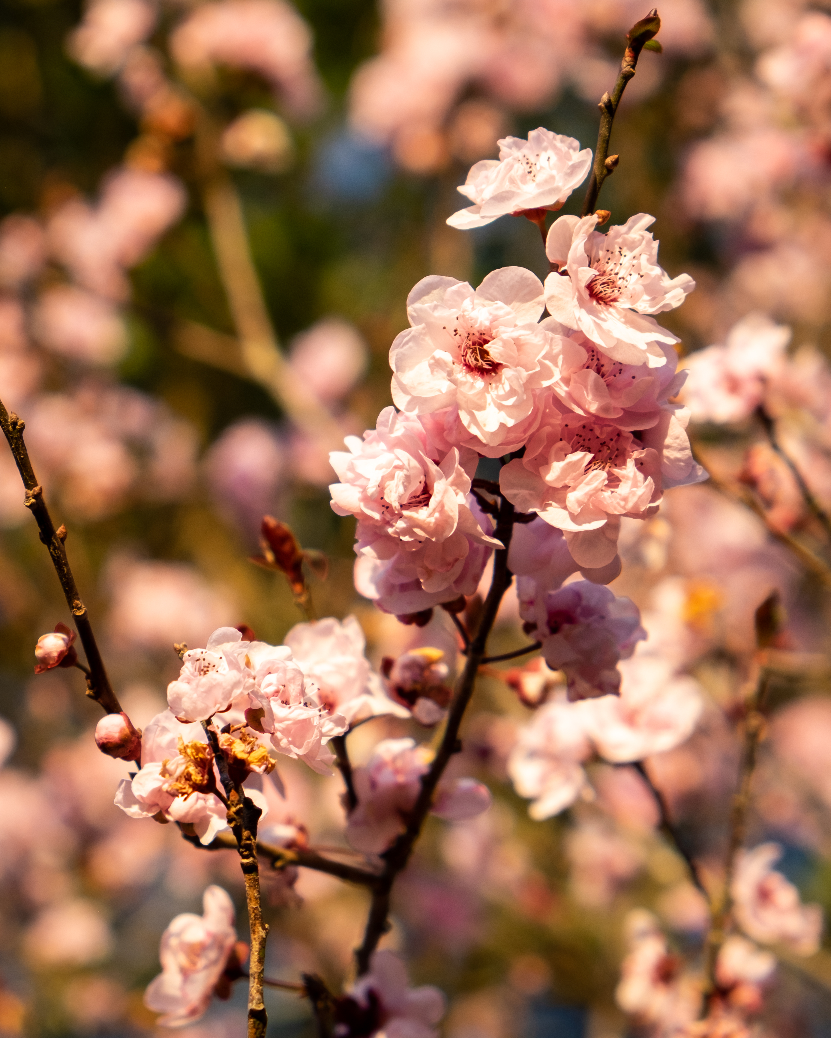 Cherry blossoms