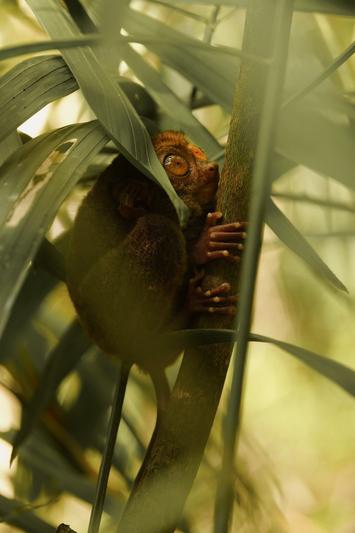 Tarsier