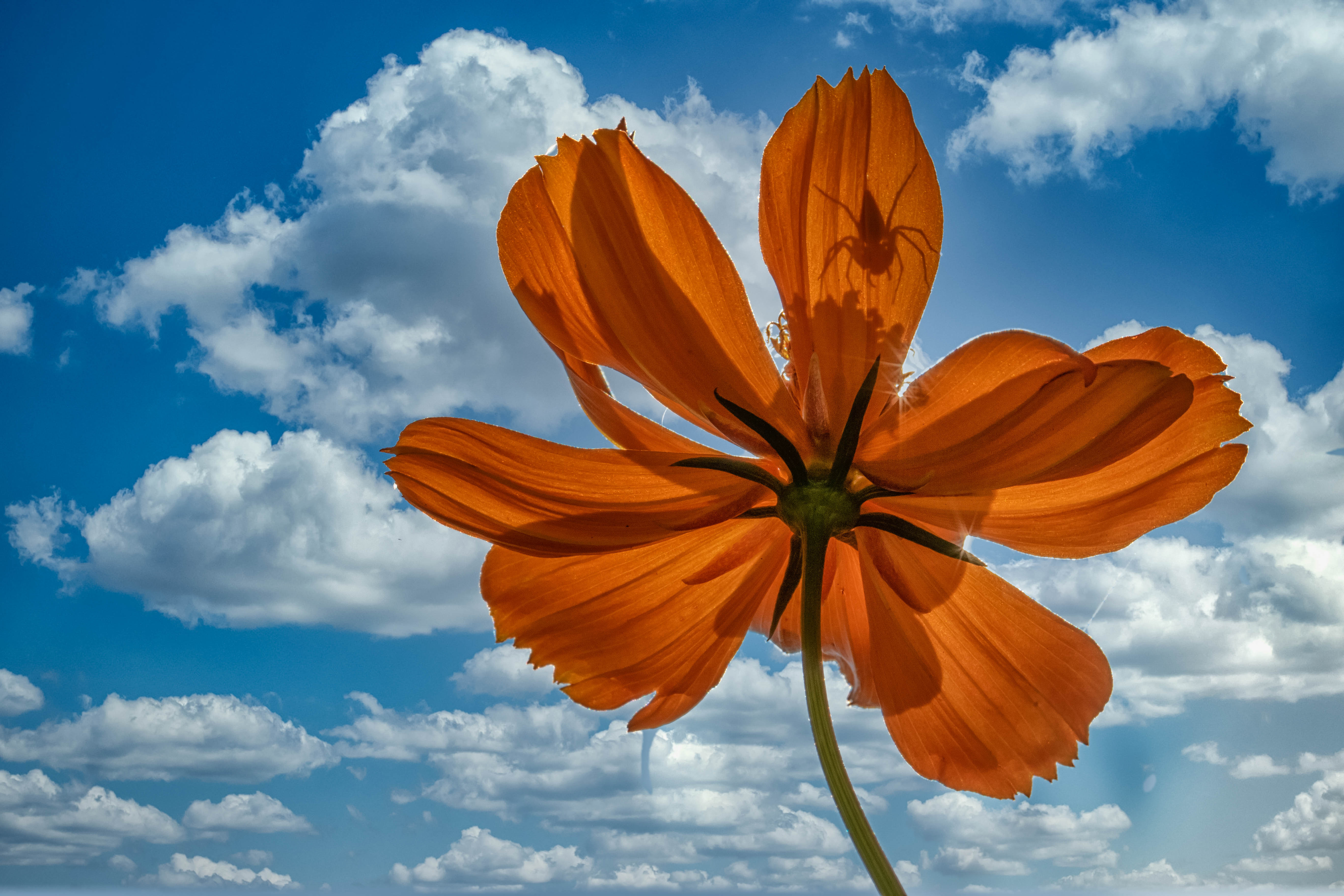 Lynx Spider waiting for the prey