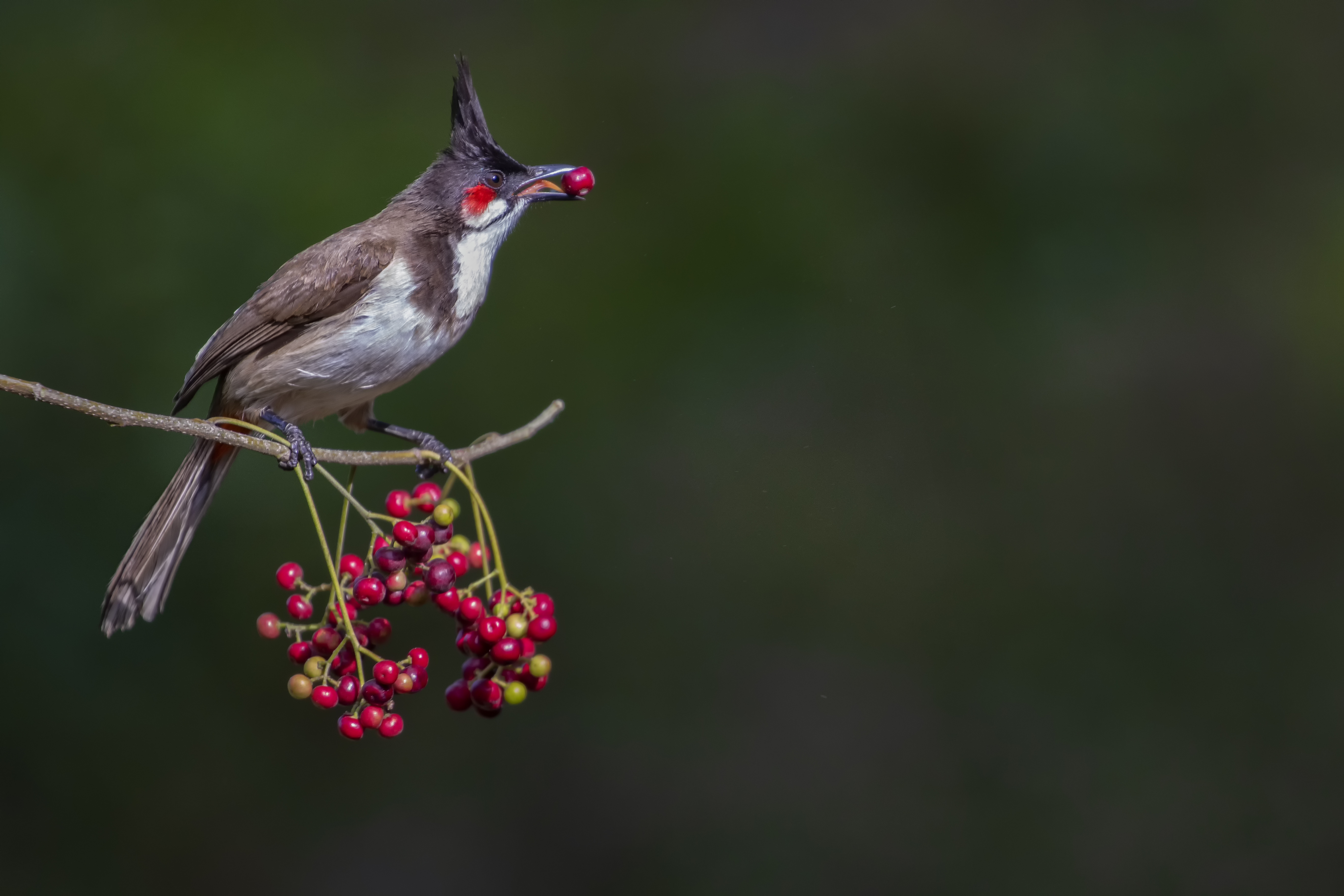 Red whiskered bulbul having food.