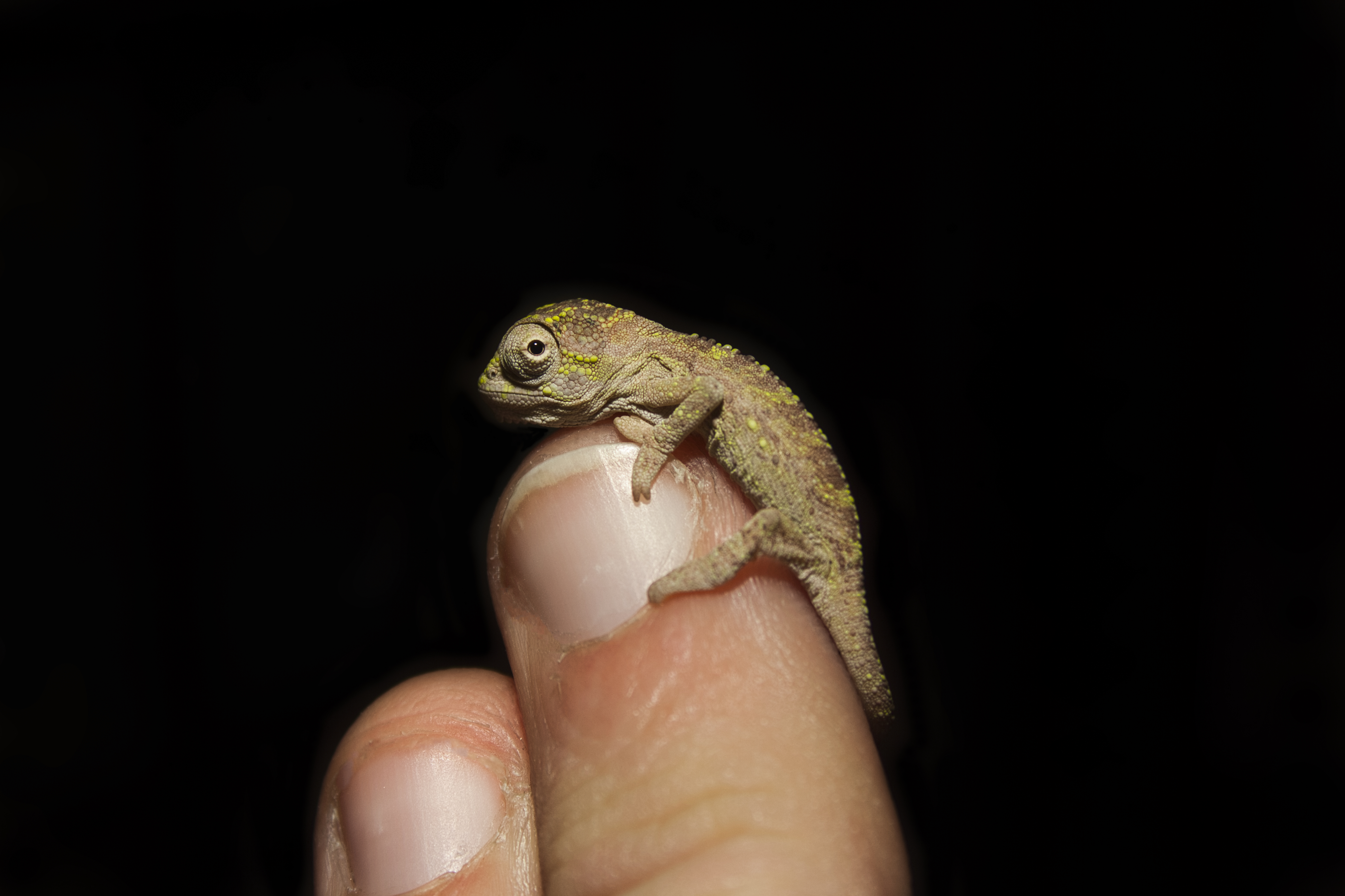 Baby Cape Dwarf Chameleon