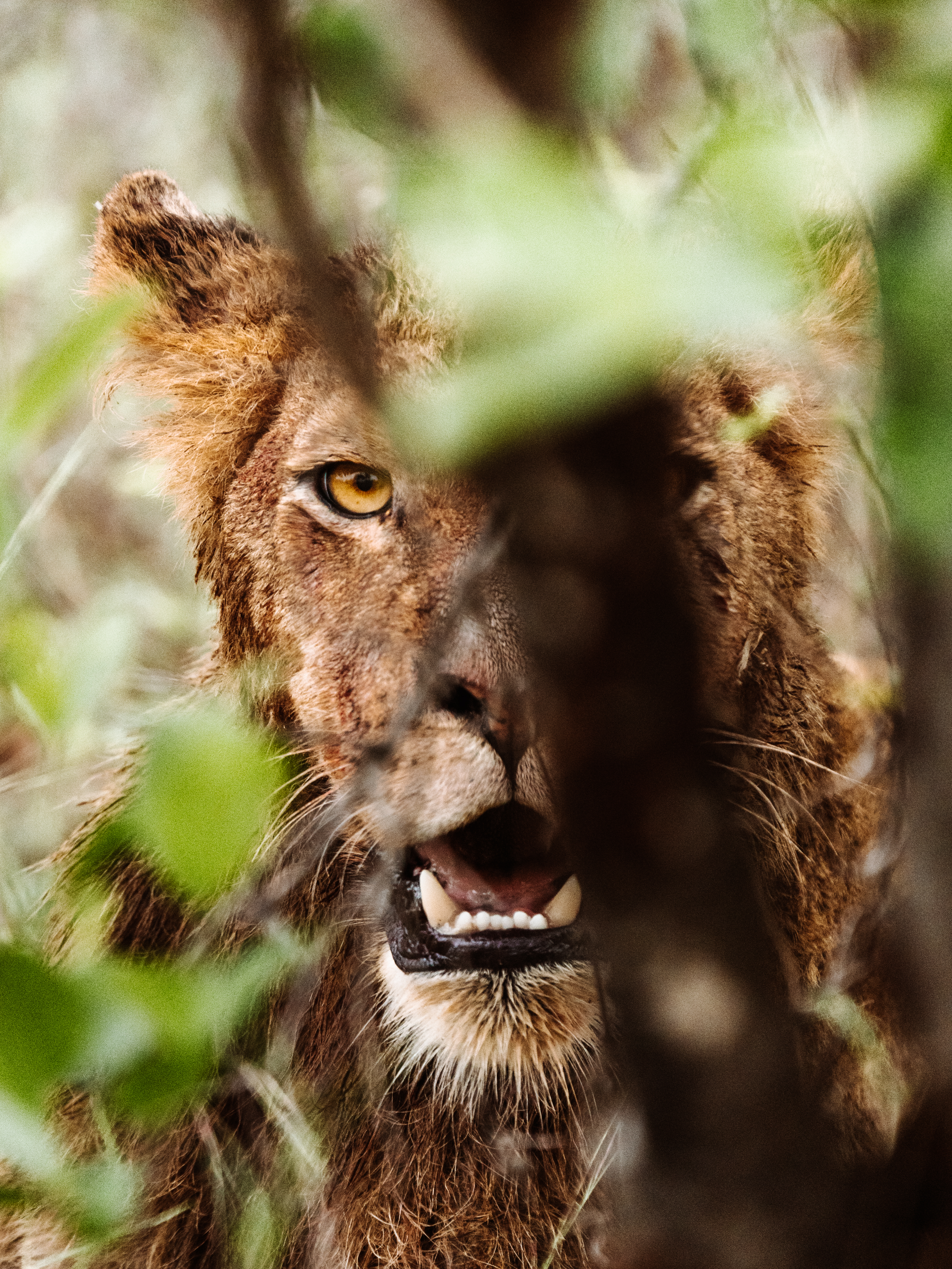 Mysterious Lioness