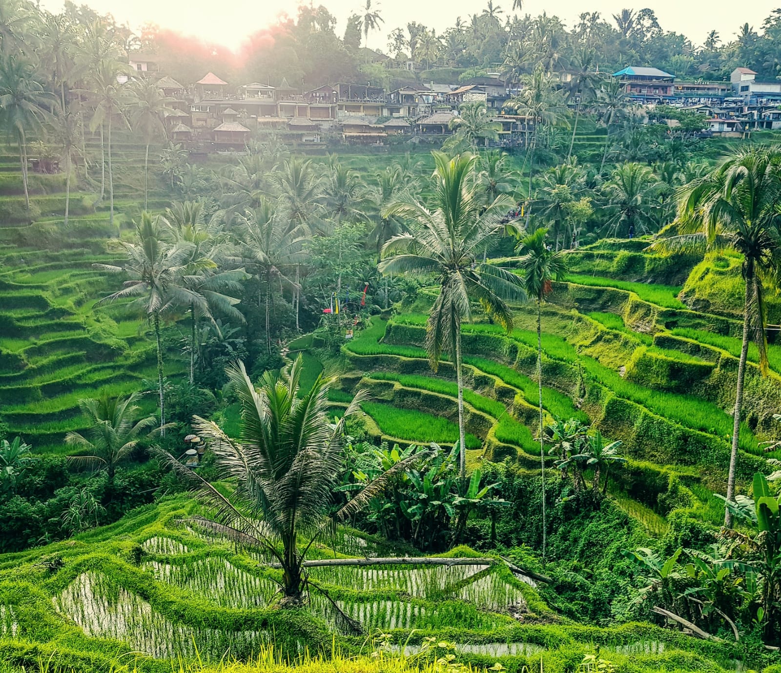 Tegallalang Rice Terrace in Bali